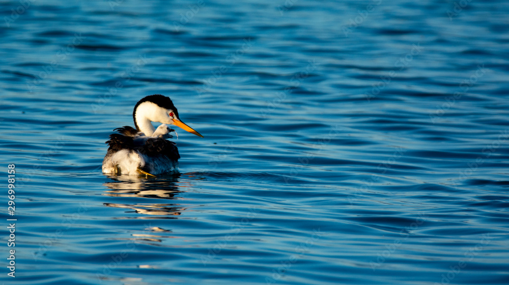 Clarks Grebe chick on mother's back Bear River Bird refuge