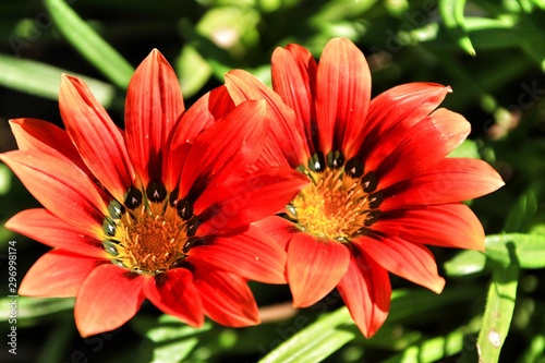 Colorful red Gazania flower in the garden