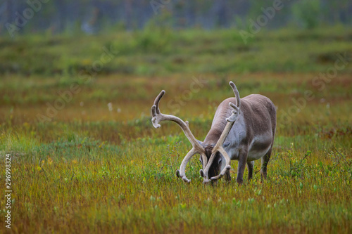 Reno comiendo en una pradera