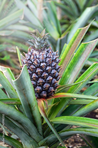 Growing pineapples in a greenhouse on the island of San Miguel, Ponta Delgada, Portugal. Pineapple is a symbol of the Azores.