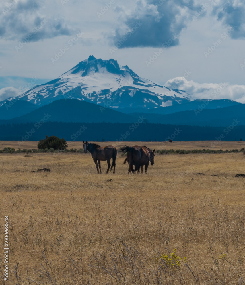 horses in wilderness horses in wilderness