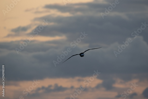 Gaviota volando durante el atardecer