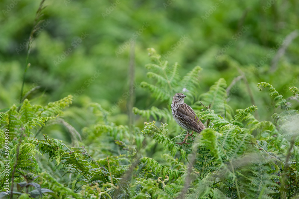 Fototapeta premium Ave observando posada sobre una rama