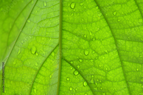 Back side of avocado (Persea sp.) leaf background