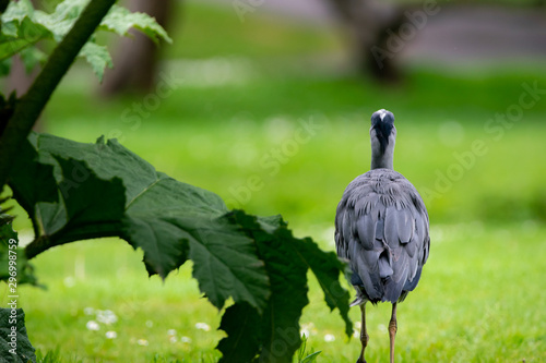 Garza caminando de espaldas en un jardín