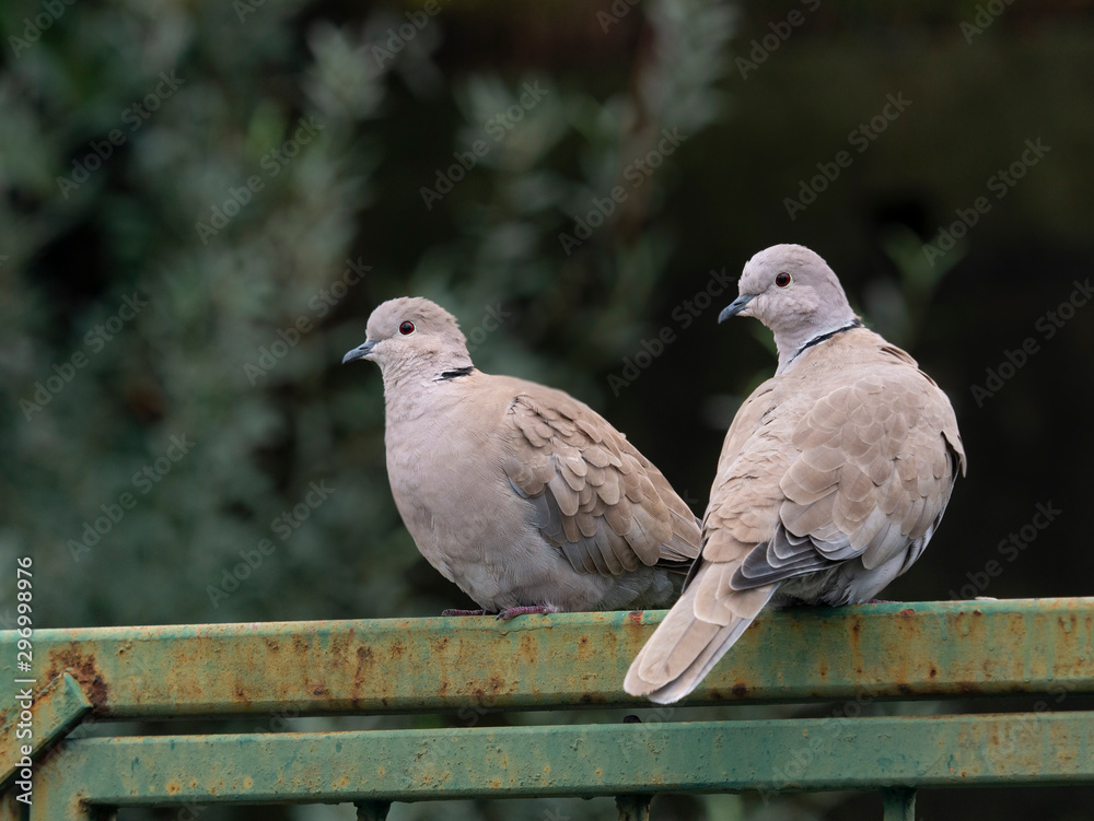 two wild cute Eurasian collared dove symbol of strong relationships two wild cute Eurasian collared dove symbol of strong relationships