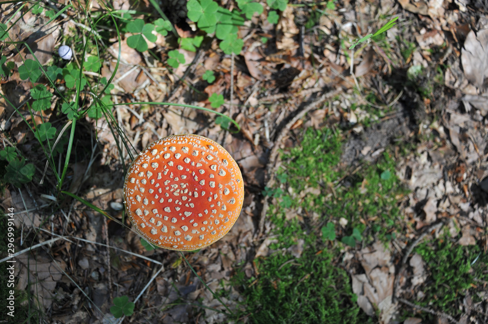 CLOSE-UP OF FLY AGARIC MUSHROOM ON FOREST GROUND CLOSE-UP OF FLY AGARIC MUSHROOM ON FOREST GROUND