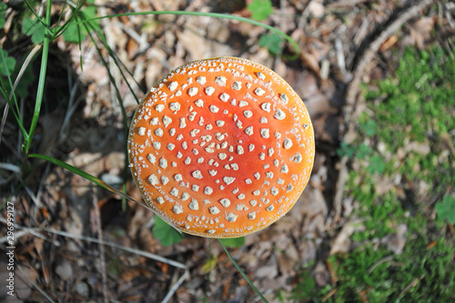 CLOSE-UP OF FLY AGARIC MUSHROOM ON FOREST GROUND