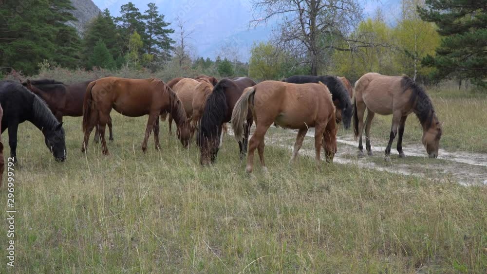 Horses grazing pastures in open field next to the woods on a sunny day with mountains on background. Horses grazing pastures in open field next to the woods on a sunny day with mountains on background.