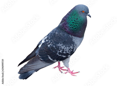 full body wild pigeon isolated on white