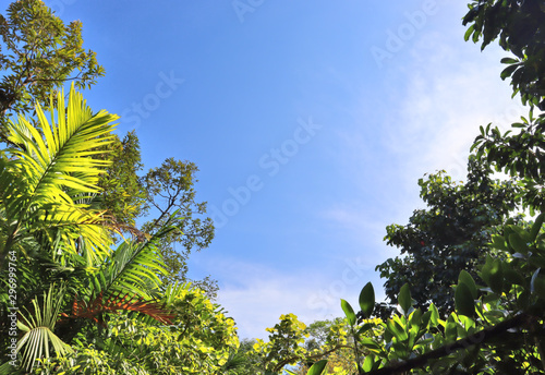 large green leaves and flowers in a tropical flora garden in Thailand in the sun