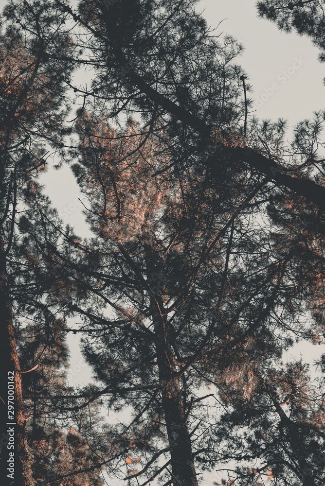Árbol Árbol