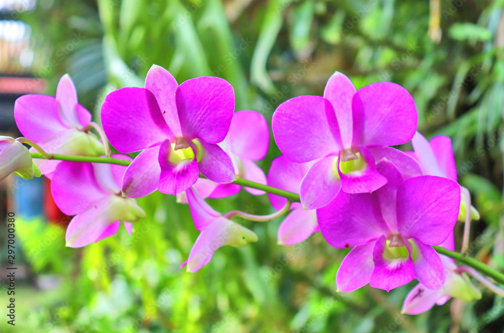purple orchid flowers in tropical flora garden in thailand purple orchid flowers in tropical flora garden in thailand