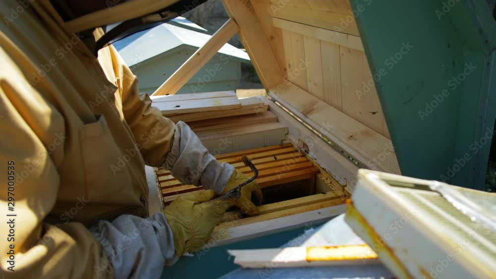 Beekeeper holding a honeycomb full of bees 4k 60p Beekeeper holding a honeycomb full of bees 4k 60p