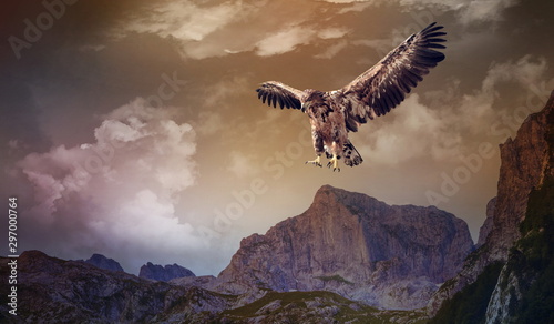 eagle flying over the dark mountains