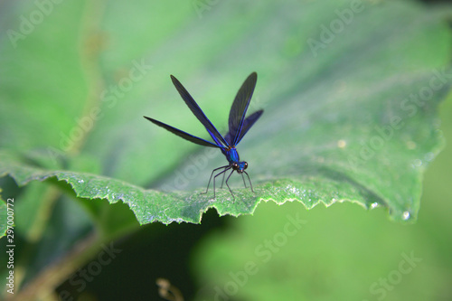 Blue dragonfly close up sitting on the leaf in Albania forest.