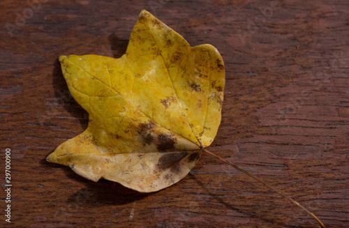 leaf