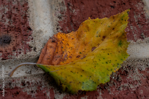 leaf