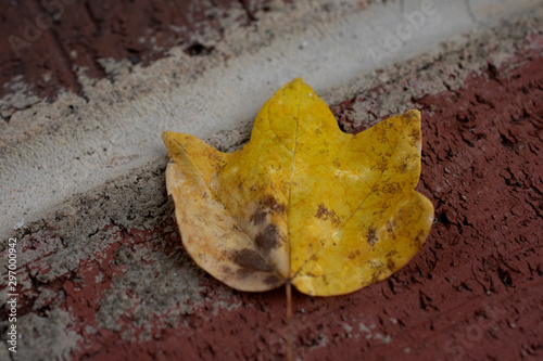 leaf