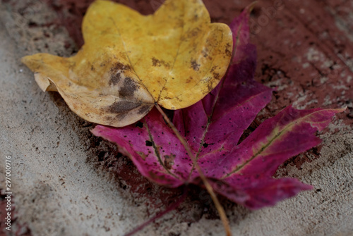 leaf