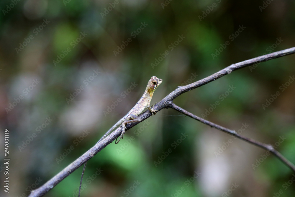 Close up view of tropical lizard sitting on the branch in the jungles in the rainy forest in Sri Lanka. Wildlife photography. Close up view of tropical lizard sitting on the branch in the jungles in the rainy forest in Sri Lanka. Wildlife photography.