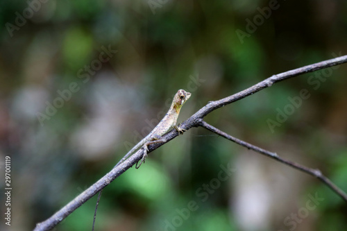 Close up view of tropical lizard sitting on the branch in the jungles in the rainy forest in Sri Lanka. Wildlife photography.