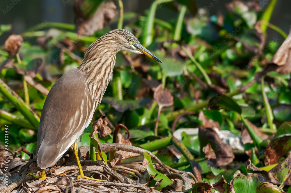 Indian pond heron searching food in green leaves Indian pond heron searching food in green leaves