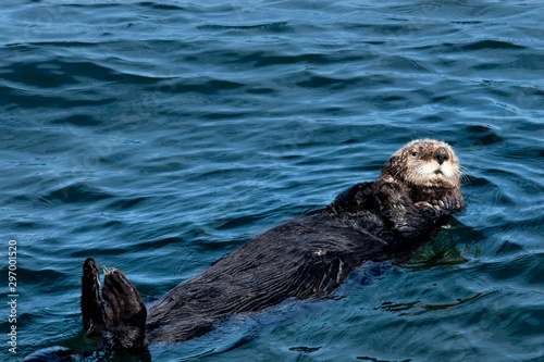 A brown sea otter floating on its back.