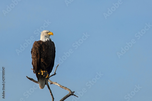 Wallpaper Mural A mature bald eagle perched on a branch at Wiggins Pass, Naples, Florida. Torontodigital.ca