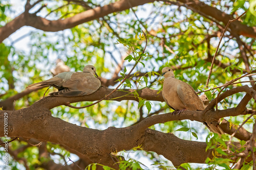 A couple of laughing dove sitting on a tree