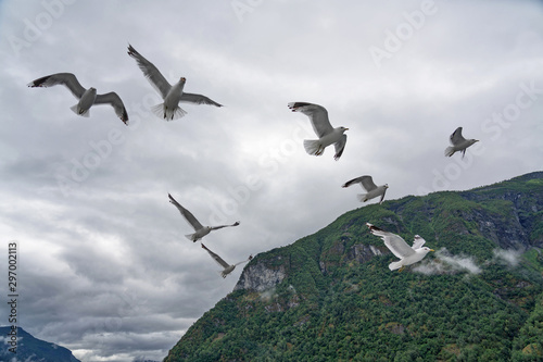 Sea gulls flying in mountain fjord, Norway, Sognefjord landscape view © Travel Faery