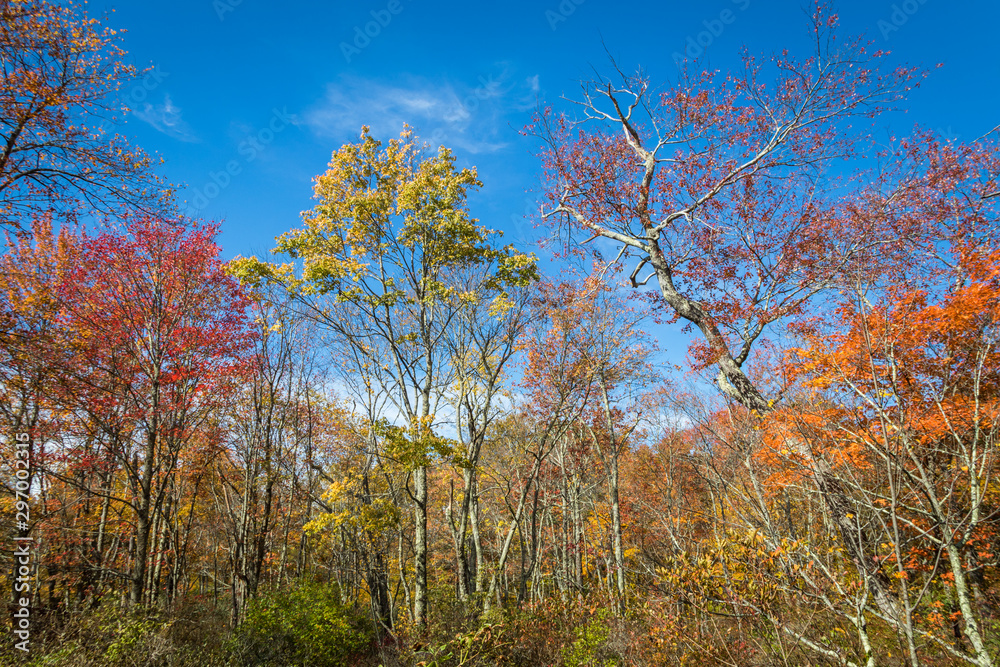 Trees covered in brilliant fall foliage in yellow, orange, red against a vivid blue sky on a sunny afternoon, upshot Trees covered in brilliant fall foliage in yellow, orange, red against a vivid blue sky on a sunny afternoon, upshot