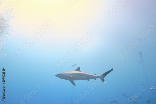Silver tip reef sharks swimming around in tropical waters of Fiji with scuba divers in deep water