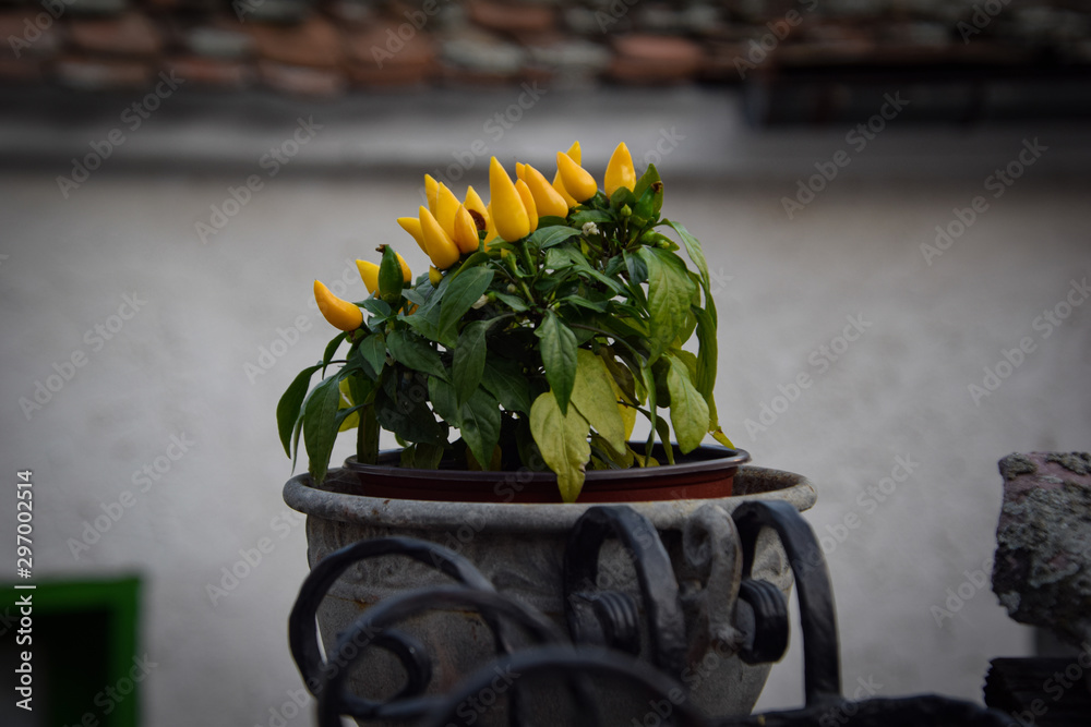 Yellow peppers in a pot