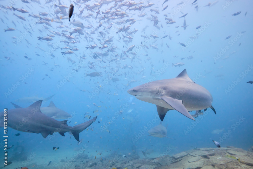 Large wild bull sharks swimming around and feeding in tropical waters of Fiji