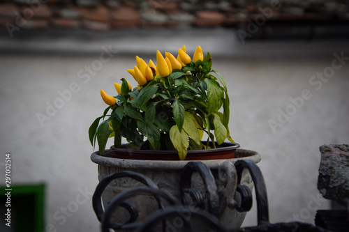 Obraz na płótnie Yellow peppers in a pot w salonie