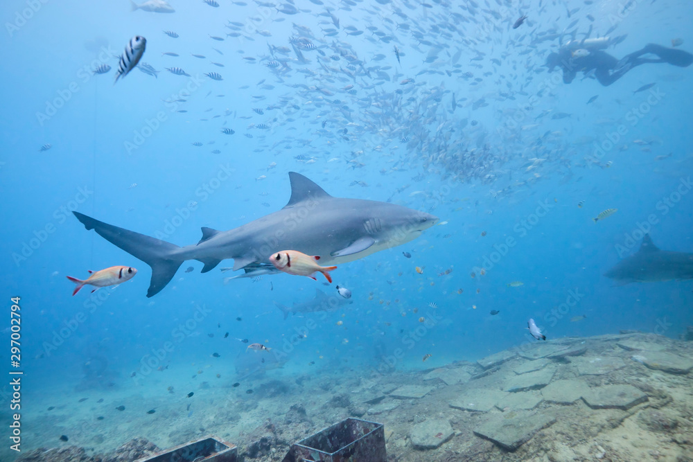 Fototapeta premium Large wild bull sharks swimming around and feeding in tropical waters of Fiji