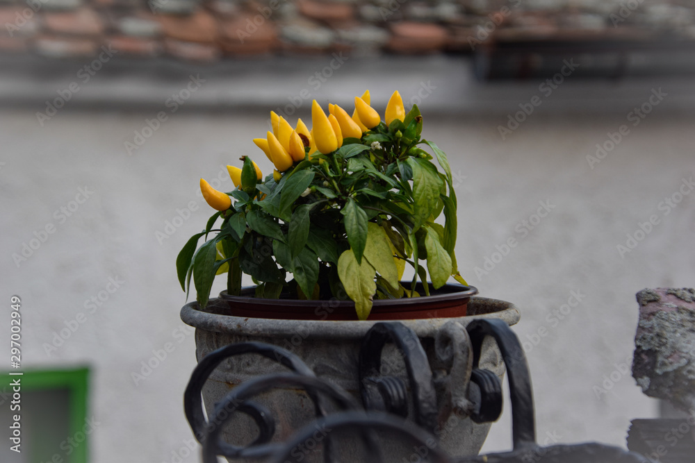 yellow peppers, paprika planted in the pot, Serbian ethnic setting with the old house in the background