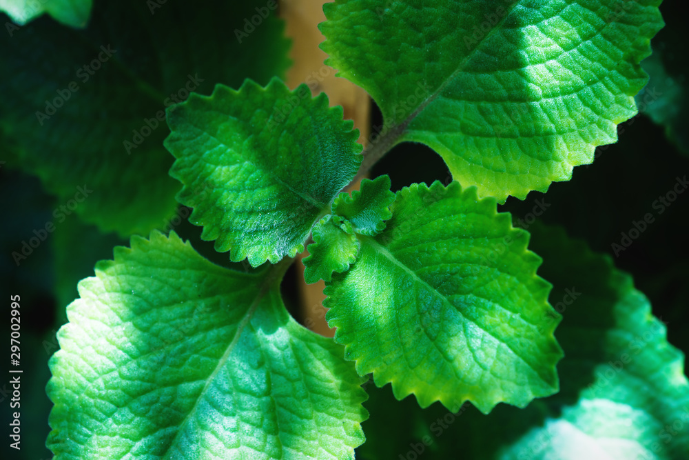 Plectranthus amboinicus , Indian borage or Mexican mint in a garden shined by spotted sunlight Plectranthus amboinicus , Indian borage or Mexican mint in a garden shined by spotted sunlight