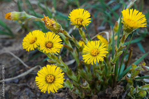 Close-up view of the first spring flower - Coltsfoot  Tussilago farfara   also known as bull s foot  coughwort  farfara  foalswort  mother-and-stepmother. Selective focus  blurred background