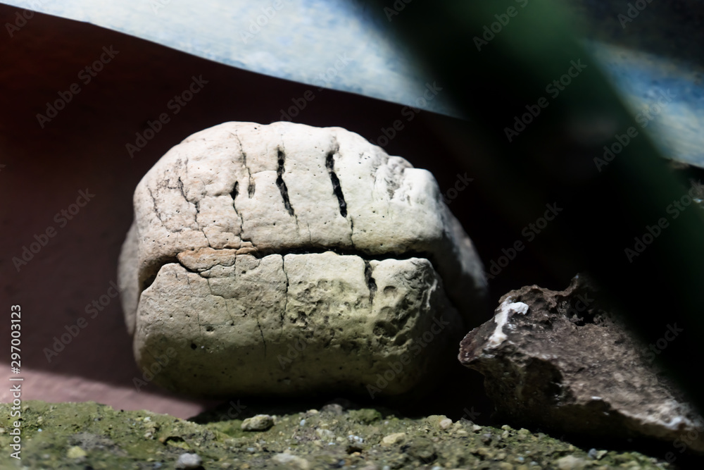 Stone with natural shape of a unsatisfied smiley Stone with natural shape of a unsatisfied smiley