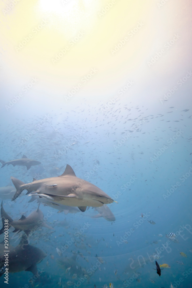 Fototapeta premium Large wild bull sharks swimming around and feeding in tropical waters of Fiji