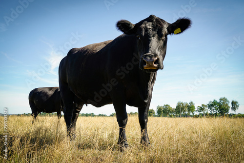 Rinder auf einer von Trockenheit gezeichneten Wiese © Countrypixel