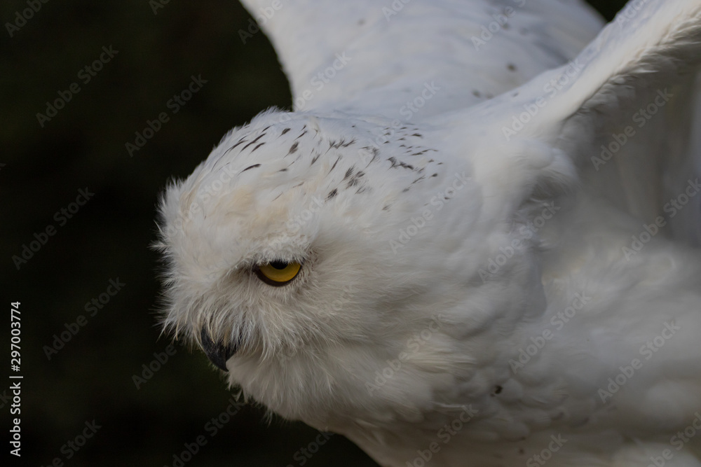 Obraz premium Snowy Owl