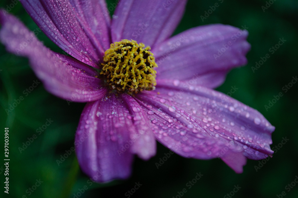 Purple cosmos flower in dew drops