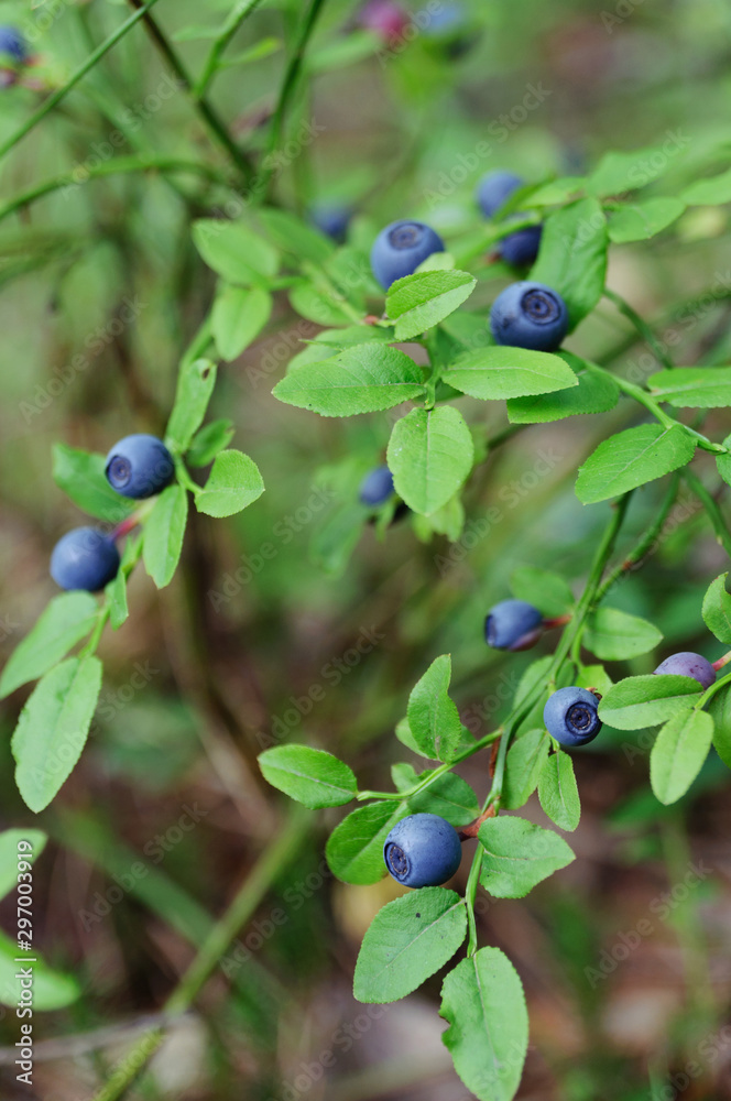blueberries on a branch blueberries on a branch