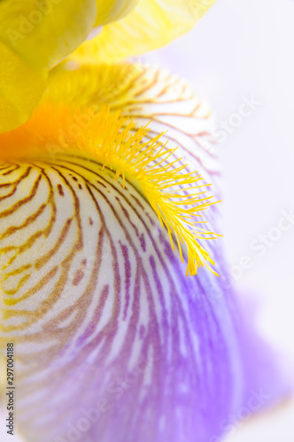Purple and white Iris flower close up