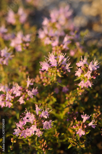 Blooming organic thyme during sunset