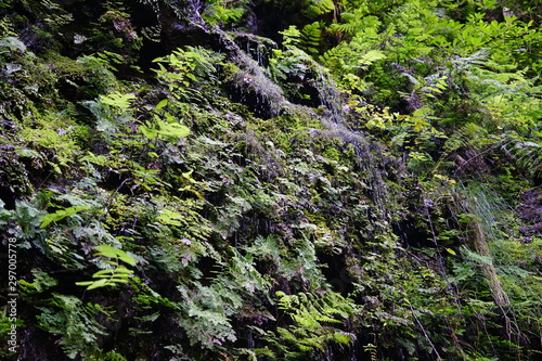 The beauty of Nature - Levada near Port Moniz