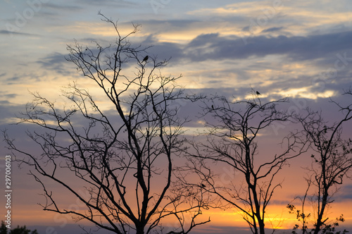 Little birds on dry tree branches against colourful sunset sky. Silhouette og branches with sitting birds against bright sunset sky